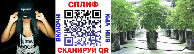 Каннабис ГИДРОПОН  хочу   Камызяк 